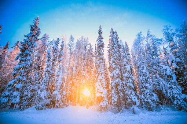 tramonto nella foresta invernale - fairbanks foto e immagini stock