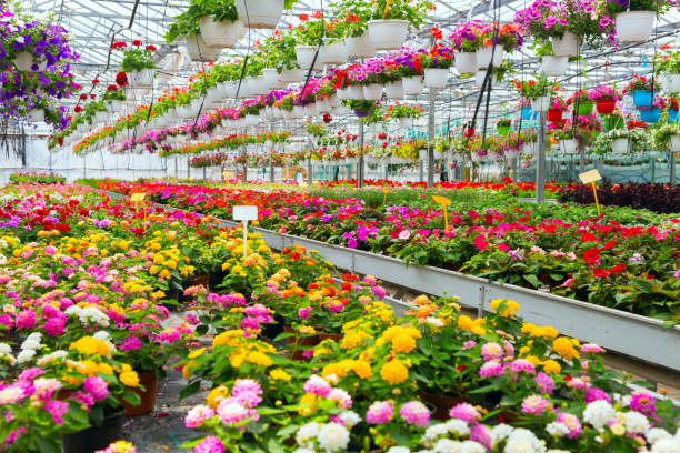 istock Ornamental plants in a greenhouse 1033633840