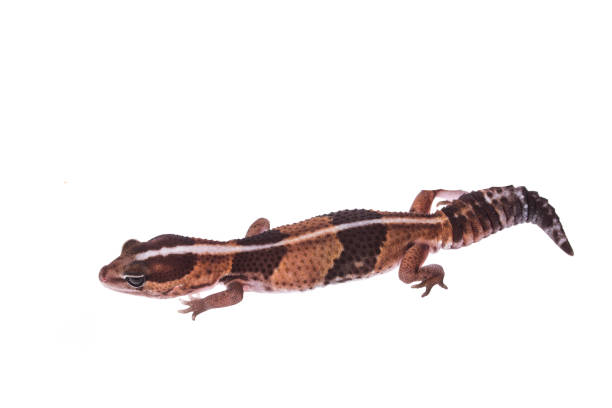 istock African Fat-Tailed Gecko on isolated white background 1033638664