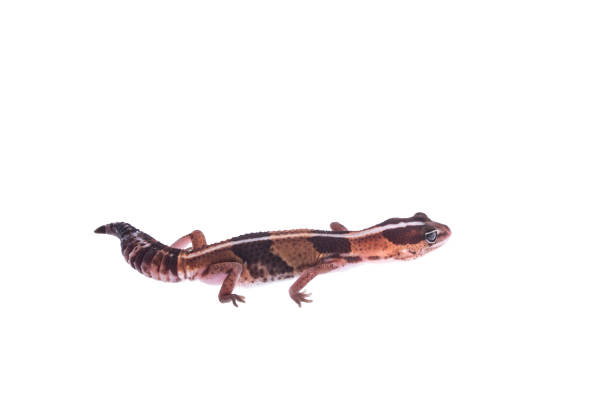istock African Fat-Tailed Gecko on isolated white background 1033638672
