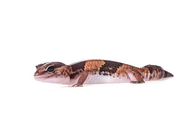 istock African Fat-Tailed Gecko on isolated white background 1033638676