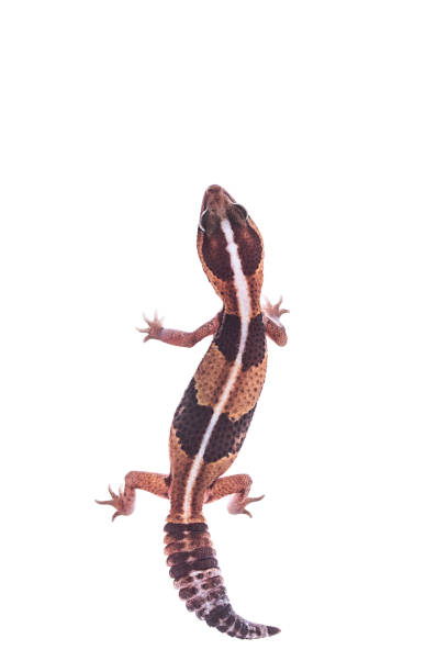 istock African Fat-Tailed Gecko on isolated white background 1033638690