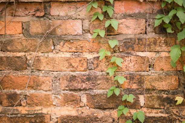 istock Old vines on old brick wall. Old brick wall with green ivy creeper plant. 1033657312