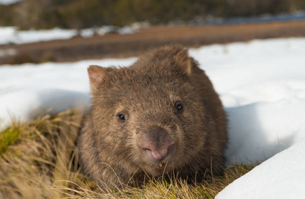 vombatus ursinus,  common or  coarse-haired, bare-nosed wombat - endemic australian marsupial animal grazing in wild natural habitat in winter with snow around the burrow. - common wombat imagens e fotografias de stock