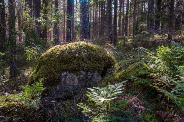 o moss rock coberto em uma floresta de letão deep - backpacker green vacations outdoors - fotografias e filmes do acervo