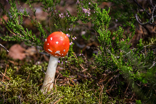 Amanita muscaria Mushroom Growing in a Latvian Forest