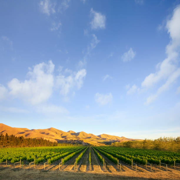 istock New Zealand Vineyard 1033662756