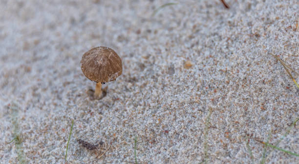 closeup de setas en arena en una playa - 6134 fotografías e imágenes de stock