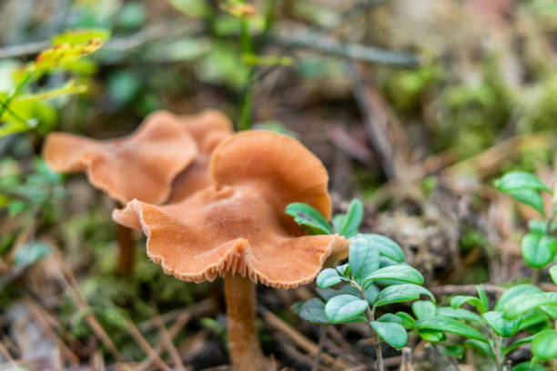 Closeup of Wild Mushroom in a Forest