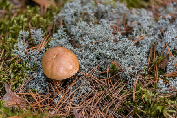 primo piano di funghi selvatici in una foresta - 5934 foto e immagini stock