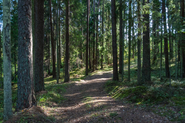 istock Hiking Trail in a Latvian Forest 1033668522
