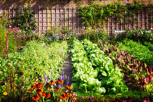 Jardín de vegetales photo