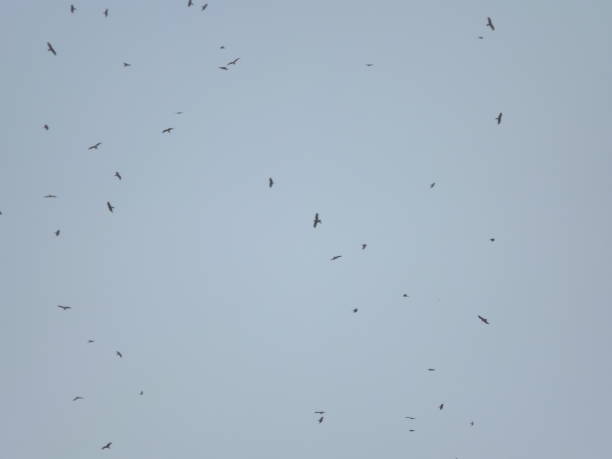istock Flying Birds in the sky 1033672854