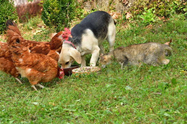 Domestic animals chicken dog and cat eating together as best friend stock photo