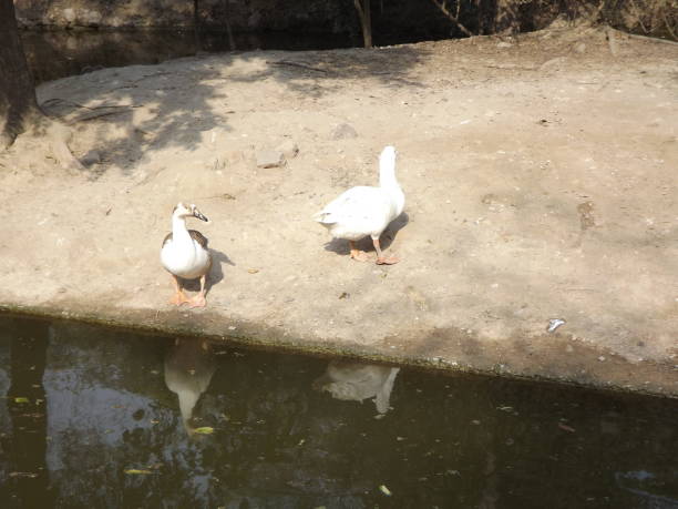 istock Duck near lake 1033677824