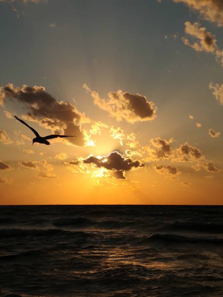 istock Seagull in Sunrise 1033678060