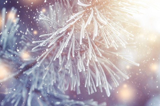 Christmas background. Xmas theme. Christmas tree branch with hoarfrost closeup and festive lights with shining snowflakes. New year. Pine branch in frost. Winter nature plants in december