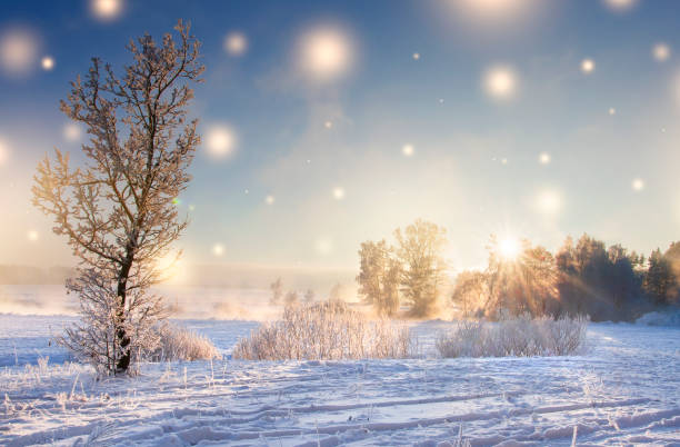 Christmas background. Winter nature landscape on sunny morning with magic glowing snowflakes. Shine of lights on Xmas. Sunbeams in beautiful winter scene. Scenery winter. Hoarfrost on tree at sunrise fondo de navidad. invierno paisaje naturaleza en mañana soleada con copos de nieve mágicos que brilla intensamente. brillo de las luces de navidad. rayos del sol en la escena de invierno hermosa. invierno paisaje. escarcha en árbol al amanecer.