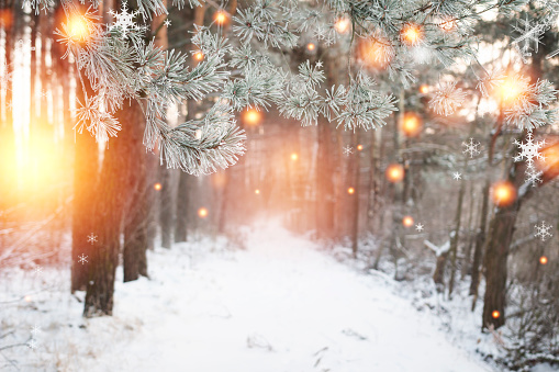 Christmas background. Winter forest with glowing snowflakes. Christmas forest with snowy road. Pine branches with hoarfrost. Xmas and New Year time in december.