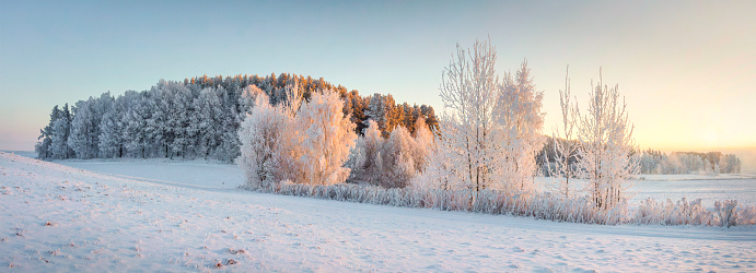 Panorama of winter nature landscape. Panoramic view on frosty trees on snowy meadow in morning with warm yellow sunlight. Christmas background. Xmas time. Wonderful winter.