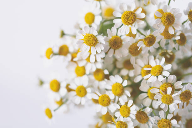 istock Little daisy flowers bouquet over white. Soft focus, top view, close-up composition. Copy space. 1033680438