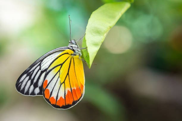 istock Beautiful butterfly on leaf with natural blurred background 1033688938