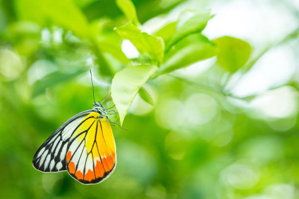 istock Beautiful butterfly on leaf with natural blurred background 1033688946