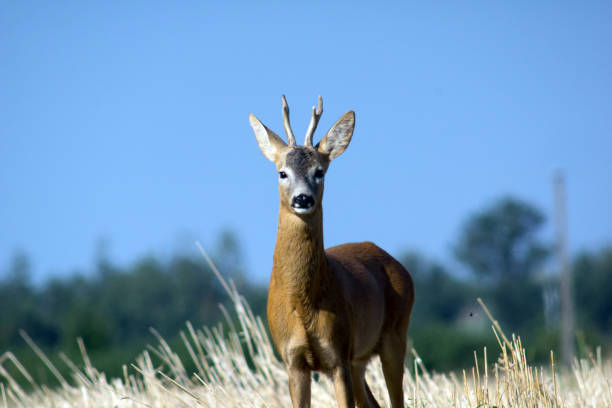 istock The European deer (Capreolus capreolus) 1033689434