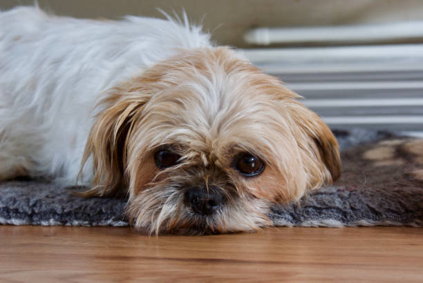 Relaxed Shih Tzu Very relaxed fenail Shih Tzu, laying on her dog rug. Eys open brown and white fur. tibetan lion dog stock pictures, royalty-free photos & images