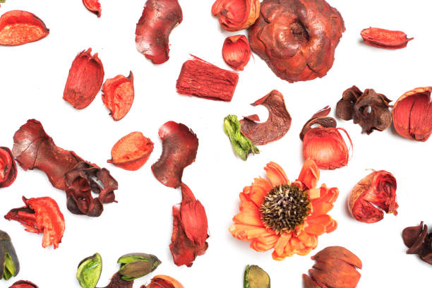 istock red dry flower on white background 1033694124