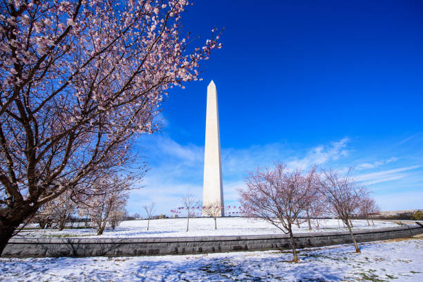 istock Cherry blossom framing Washington Monument with blue sky after heavy snow 1033697062