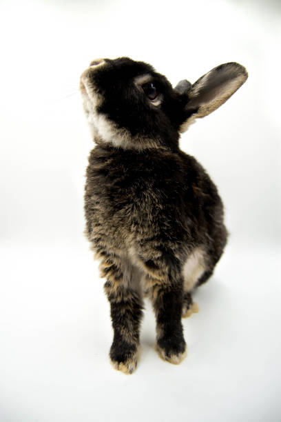 lolo - dwarf lop eared rabbit pets rabbit isolated - fotografias e filmes do acervo