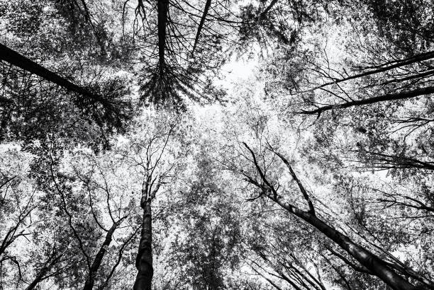 istock View of tree crowns in spring forest, colorless 1033697620