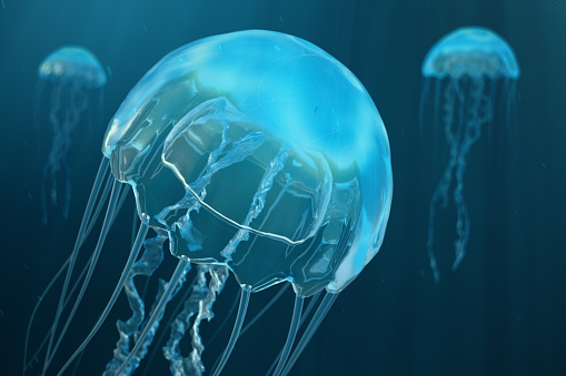 3D illustration background of jellyfish. Jellyfish swims in the ocean sea, light passes through the water, creating the effect of volume-rays, Dangerous blue jellyfish
