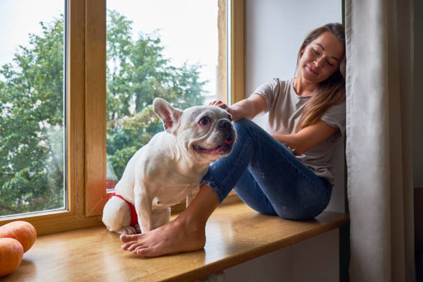 Cheerful young woman sitting on a windowsill with her french bulldog stock photo