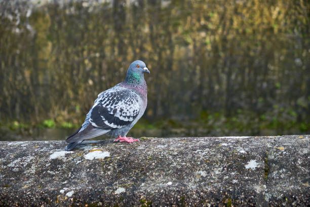 istock The Rock Dove looking directly at the camera 1033703640