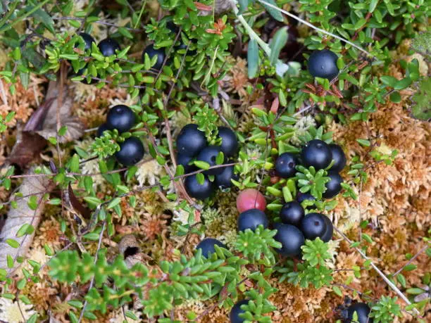 Ripe black crowberry Empetrum nigrum growing on the ground