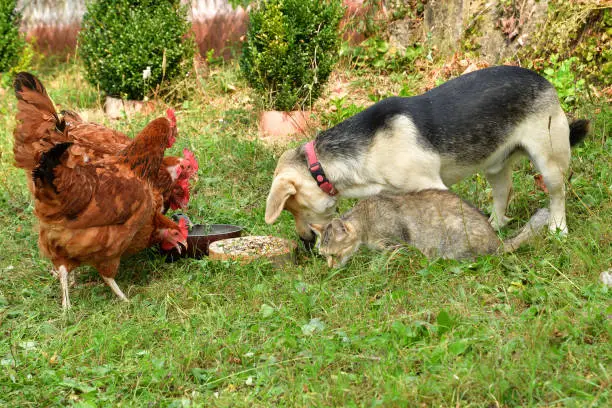 Photo of Domestic animals chicken dog and cat eating together as best friend