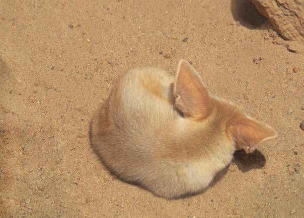 istock Close up Fennec Fox Sleeping on The Sand 1033704622