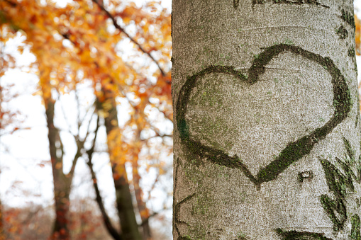 Heart shape on tree bark