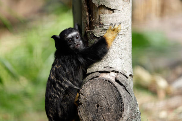 dziecko z czerwoną ręką midas tamarin nowy świat małpa - redhanded tamarin zdjęcia i obrazy z banku zdjęć