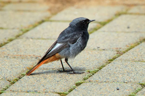 istock Hausrotschwanz *Phoenicurus ochruros* *black redstart* 1033710696