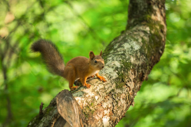 istock Squirrel on a tree in the forest on a sunny afternoon. Selective soft focus. 1033716132