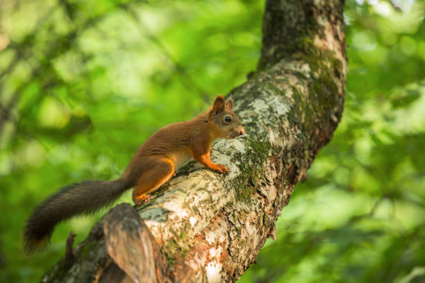 istock Squirrel on a tree in the forest on a sunny afternoon. Selective soft focus. 1033716492