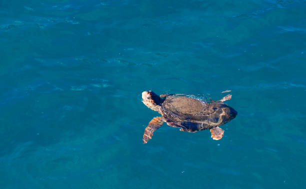istock Kareta turtle swimming 1033716712