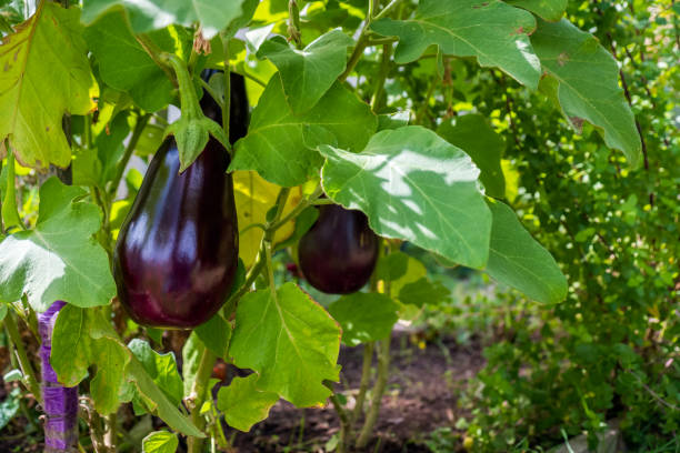 홈 자란된 가지 - eggplant vegetable vegetable garden plant 뉴스 사진 이미지