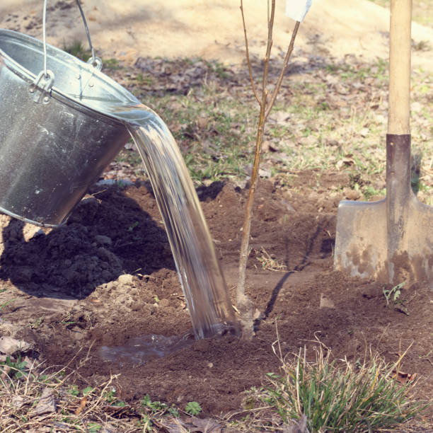 umedecendo o solo após o plantio - seedling dirt spring water - fotografias e filmes do acervo