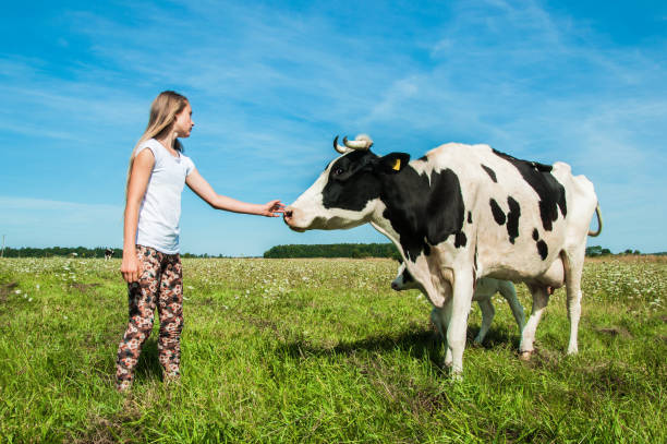 istock Girl is care a cow 1033739346