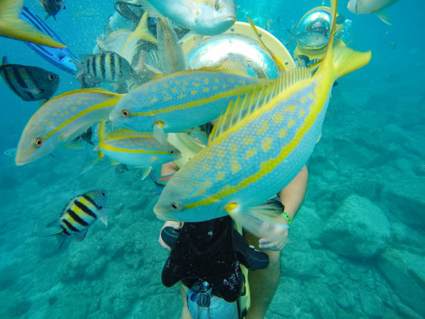 istock St. Thomas, USVI - 2016. Snorkeling at Shipwreck Cove in St. Thomas, Caribbean. 1033740286