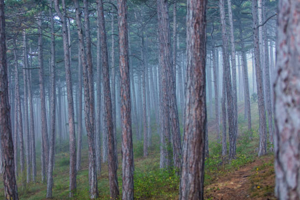 istock dreamy forest on misty morning 1033743834